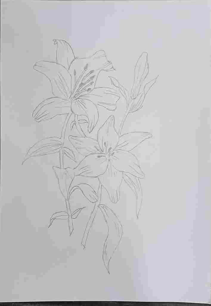 flower drawing shading and outlines